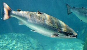 Salmão Inteiro - 12/14 (kg)