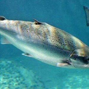 Salmão Inteiro - 12/14 (kg)