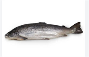 Salmão Inteiro 10/12