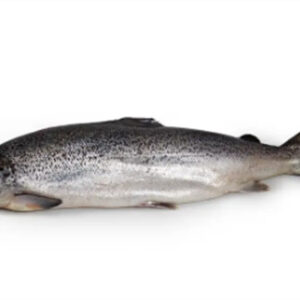 Salmão Inteiro 10/12