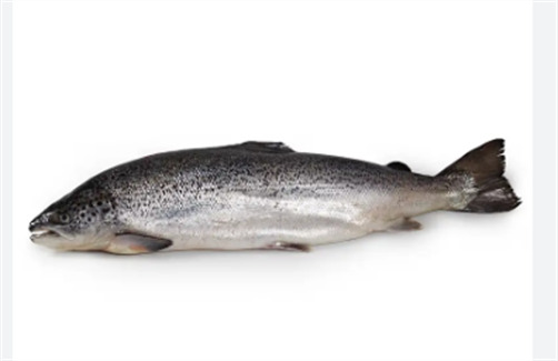 Salmão Inteiro 10/12